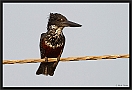 Afrikaanse Reuzenijsvogel, Giant Kingfisher, Megaceryle maxima Location: Kotu, the Gambia afrikaanse reuzenijsvogel MG 9853 kopie